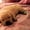 Лабрадора - ретривера щенков - Изображение #1, Объявление #223319
