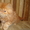 продаю котят персидских  - Изображение #1, Объявление #257895