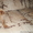 голубогенных щенков шар-пея продам - Изображение #4, Объявление #290707