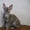 продаются котята корниш-рекс - Изображение #1, Объявление #167962