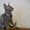 продаются котята корниш-рекс - Изображение #2, Объявление #167962