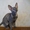 продаются котята корниш-рекс - Изображение #4, Объявление #167962