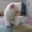 Котёнок (кошечка) белая экзотическая #325627