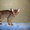 Продается абиссинский котенок/ - Изображение #2, Объявление #336128