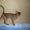 Продается абиссинский котенок/ - Изображение #4, Объявление #336128