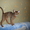 Продается абиссинский котенок/ - Изображение #3, Объявление #336128