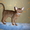 Продается абиссинский котенок - Изображение #3, Объявление #342169