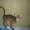 Продается абиссинский котенок - Изображение #4, Объявление #342169