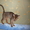 Продается абиссинский котенок - Изображение #5, Объявление #342169
