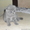 продам котят шотландской вислоухой - Изображение #3, Объявление #393712