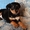 Продам щенка ротвейлера, сука - Изображение #1, Объявление #411156