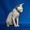 элитный котенок канадского сфинкса - Изображение #3, Объявление #423551