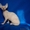 элитный котенок канадского сфинкса - Изображение #2, Объявление #423551