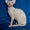 элитный котенок канадского сфинкса - Изображение #4, Объявление #423551