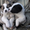 Продаю щенков Восточно Сибирской Лайки - Изображение #2, Объявление #458731