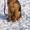 Подрощенные щенки немецкой овчарки (7 мес.) - Изображение #3, Объявление #553541