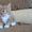 Котята Мейн Кун - Изображение #3, Объявление #122007