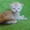 Котята Мейн Кун - Изображение #7, Объявление #122007
