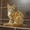 Котята Мейн Кун - Изображение #10, Объявление #122007