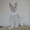 Котята Мейн Кун - Изображение #9, Объявление #122007