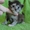 Котята Мейн Кун - Изображение #6, Объявление #122007