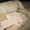 Отличный кобель голден (золотистого) ретривера - Изображение #4, Объявление #710193