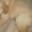 Отличный кобель голден (золотистого) ретривера - Изображение #6, Объявление #710193
