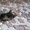 Котёнок ищет новый дом - Изображение #2, Объявление #724068
