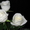 Предлагаем адаптированные к сибирскому климату  саженцы роз в ассортименте - Изображение #2, Объявление #896081