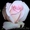 Предлагаем адаптированные к сибирскому климату  саженцы роз в ассортименте - Изображение #7, Объявление #896081