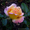 Предлагаем адаптированные к сибирскому климату  саженцы роз в ассортименте - Изображение #3, Объявление #896081
