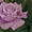 Предлагаем адаптированные к сибирскому климату  саженцы роз в ассортименте - Изображение #4, Объявление #896081