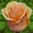 Предлагаем адаптированные к сибирскому климату  саженцы роз в ассортименте - Изображение #5, Объявление #896081