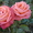 Предлагаем адаптированные к сибирскому климату  саженцы роз в ассортименте - Изображение #10, Объявление #896081