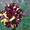 Предлагаем адаптированные к сибирскому климату  саженцы роз в ассортименте - Изображение #6, Объявление #896081
