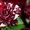 Предлагаем адаптированные к сибирскому климату  саженцы роз в ассортименте - Изображение #9, Объявление #896081