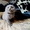 Котёнок( шотландская вислоухая) - Изображение #5, Объявление #983558