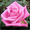 Розы оптом к 8 Марта 2014 - Изображение #1, Объявление #1038538