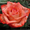 Розы оптом к 8 Марта 2014 - Изображение #2, Объявление #1038538