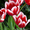 Тюльпаны оптом от голландских селекционеров к 8 Марта