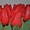 Голландские тюльпаны оптом к 8 марта 2015 - Изображение #2, Объявление #1210964