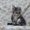 Котята Мейн Куна! - Изображение #1, Объявление #1291707