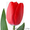 Голландские тюльпаны оптом из теплицы Трифлор