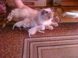 персидские котята без документов - Изображение #1, Объявление #224849