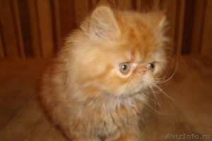 продаю котят персидских  - Изображение #3, Объявление #257895