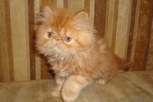 продаю котят персидских  - Изображение #1, Объявление #257895