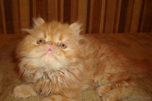 продаю котят персидских  - Изображение #2, Объявление #257895