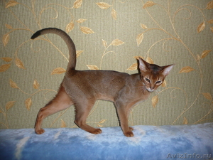 Продается абиссинский котенок/ - Изображение #4, Объявление #336128