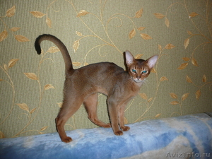 Продается абиссинский котенок/ - Изображение #3, Объявление #336128