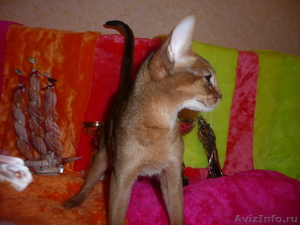 Продается абиссинский котенок - Изображение #1, Объявление #342169